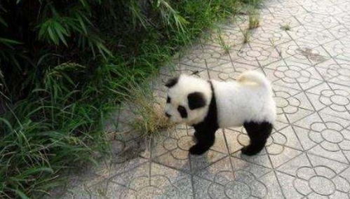 动物园回应将松狮犬染色成“熊猫” 动物园回应将松狮犬染色成“熊猫”